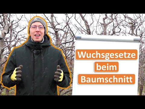 5 einfache Regeln die beim Obstbaumschnitt ALLER Obstarten gelten - die Wuchsgesetze