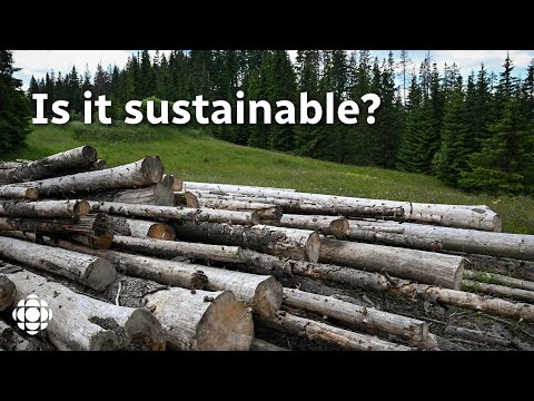 What’s the real climate cost of logging?