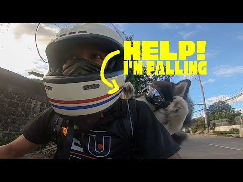 Testing Dog Backpack Carrier