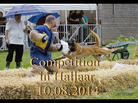 Competition Belgian Ring in Hallaar 10.08.2014