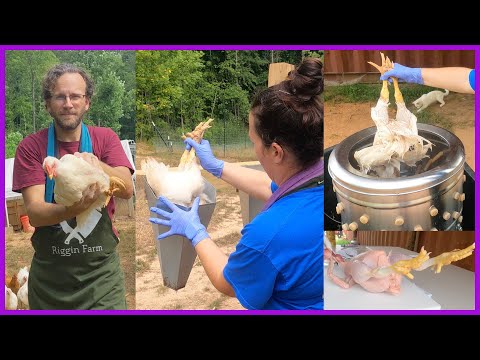 Processing a Chicken - Chef's Perspective