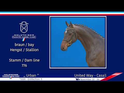 4. Holsteiner Winter-Chance 2022 | Nr. 123 v. United Way - Casall