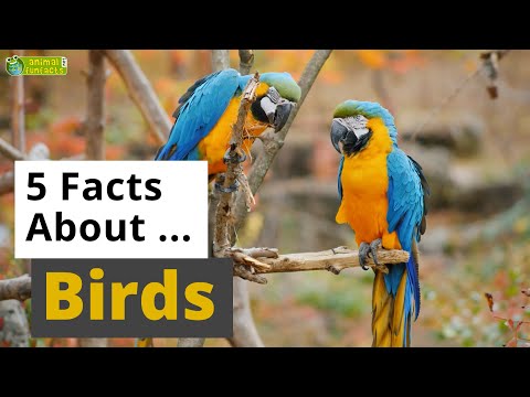 All About Birds 🦚️ 🐧🦅 - 5 Interesting Facts - Animals for Kids - Educational Video