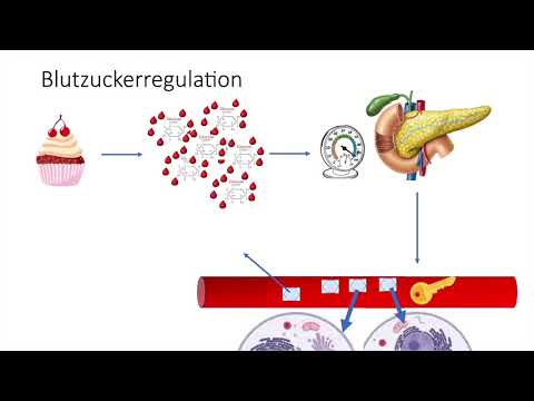 Lernvideo Blutzucker-Regulation 2