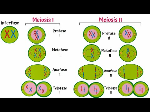 Meiosis Paso a Paso