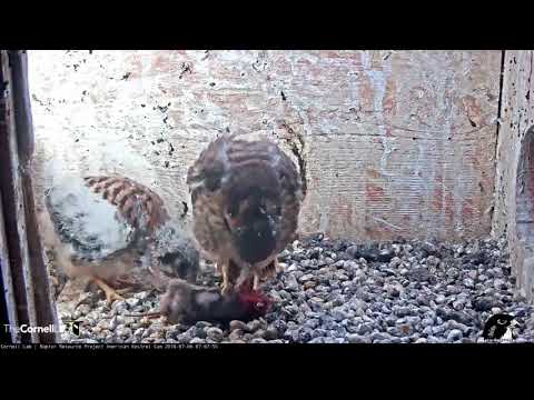 Kestrel Chicks Show Off Juvenile Plumage During Morning Feeding – July 6, 2018