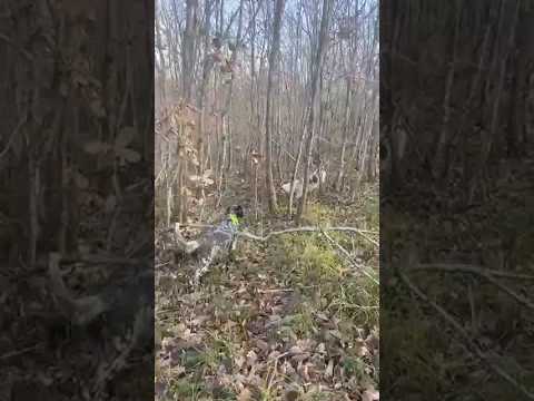 İNGİLİZ SETTER FERMASINDA ÇULLUK AVI / ENGLISH SETTER FERMA FIND TO WOODCOCK / HUNTING TO WOODCOCK