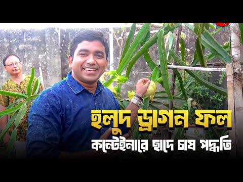 হলুদ ড্রাগন ফল(Yellow Dragon Fruit)- কন্টেইনারে ছাদে চাষ পদ্ধতি