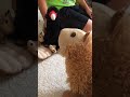 Zoomates Episode 2 Showdown