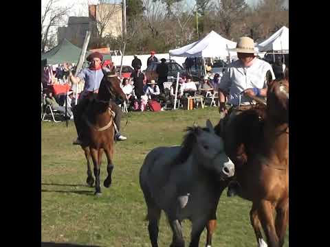 Presenta la monta especial de Alejo en Villa Clara Villaguay