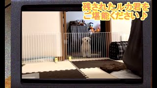 【ノア＆ルカ】どうしても飼い主の近くに行きたいルカくん【再うｐ】