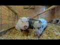 Amelia's Acres Pig Sanctuary Tour 3D 180 VR