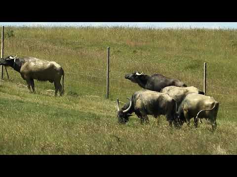 Turmă de bivoli la păscut vara
