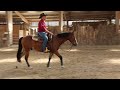 Hongre Quarter Horse AQHA &mdash; TR BUENO MAGIC BAR