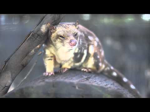 A spotted-tailed quoll yawns Video