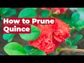🌺 How to Prune Quince 🌺