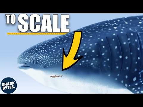 Whats Behind the INSANE Size Difference in Sharks?