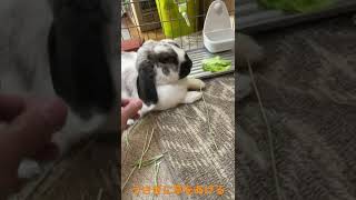 うさぎの草やりです。