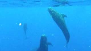 preview picture of video 'Snorkeling with Pilot Whales onboard Caelestis'