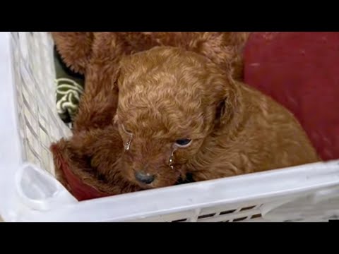 Las lágrimas rodaban por sus mejillas, el querido cachorro temblaba bajo un frío de -4°C.