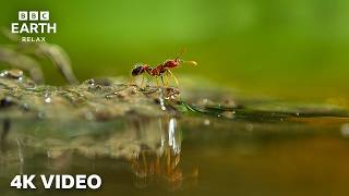 Nature’s Most Extraordinary Moments In 4K | A Perfect Planet | BBC Earth Relax