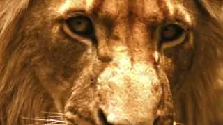 Brothers in Blood: The Lions of Sabi Sand (2015) Video