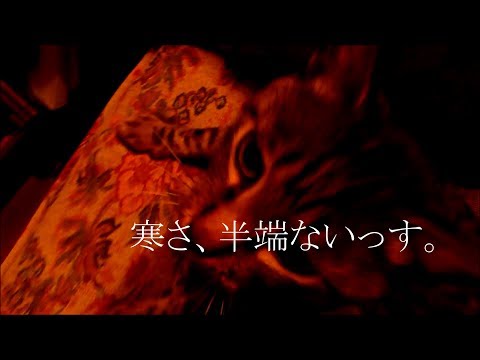 野良猫ですが　寒すぎる夜はこっそりと忖度を求めます。ひばり50