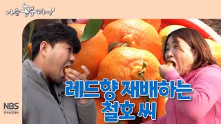 [나는농부다 284회] 레드향 재배하는 철호 씨