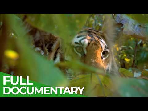 Wild India Fantastic Creatures of the Tiger Jungle