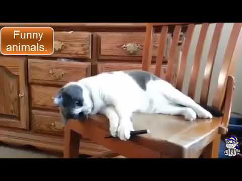 Best funny cats compilation