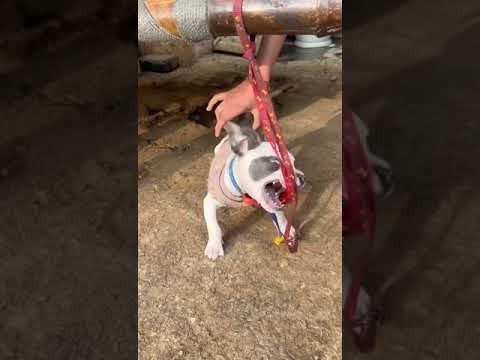 Pitbull dog #@$ 🐕 dog #@# lover#@@