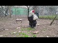 Hawk Alert by Rooster - Rooster Predator Alarm Call (brahma rooster) - aGRokota