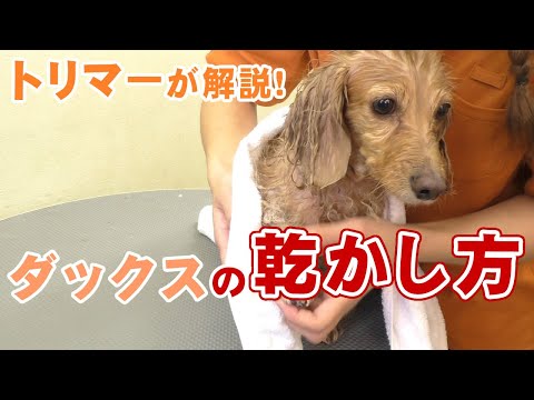 【愛犬の乾かし方】トリマーが解説 自宅でできるダックスの乾かし方【帝塚山ハウンドカム】