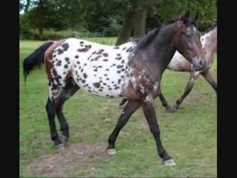 Run Appaloosa Run 001