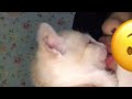 Ciuman Sama Kucing Videosingkat