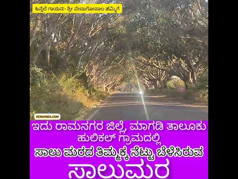 Thimmakka ನೆಟ್ಟು ಬೆಳೆಸಿದ್ದು; ಈಗ ಹೇಗಿದೆ ನೋಡಿ! ಊರಿಗೇ ಸ್ವತಃ ಹೋಗಿ ಮಾಡಿದ Video