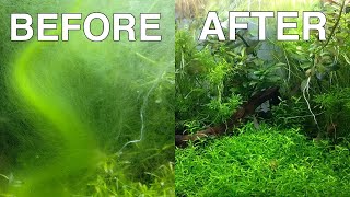 How YOU can get rid of Hair Algae NOW | One Minute Fish Tank