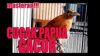 Download lagu CUCAK PAPUA GACOR I masteran untuk burung muda hutan dan trotolan mp3
