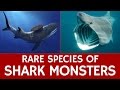 10 Rare Sharks, Endangered Species and Extinct Prehistoric Marine Monsters