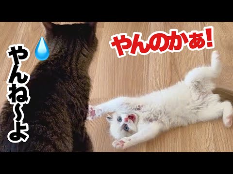 弱々しかった保護子猫､最強の暴走おてんば娘に変身しました