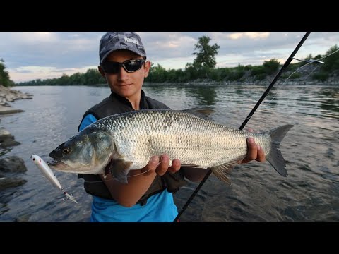 Praktični ribolov - Savski boleni (asp fishing river Sava)
