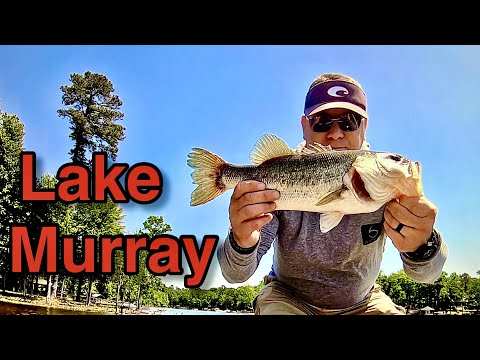 Bass Fishing the Blueback Herring Spawn at Lake Murray.  Catching Schooling Bass on Topwater.