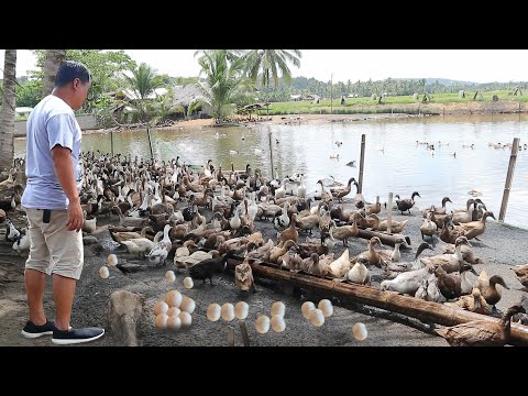 FREE RANGE DUCK FARM│Inside The Most Successful Duck Farm on Mud Pond!