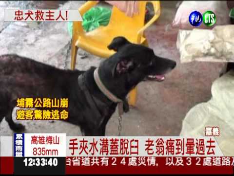 翁手卡水溝蓋痛昏 忠狗狂吠救主