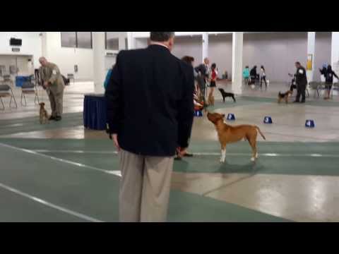 GOMES PONO HAWAIIAN KENNEL CLUB GROUP DOWN & BACK