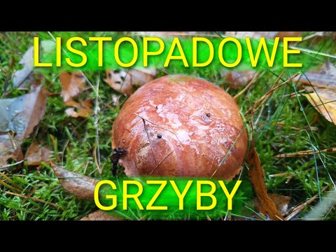 Listopadowe grzyby, czyli soplówka jeżowata, podgrzyb brunatny, wrośniak różnobarwny