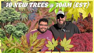 Download lagu Top 10 Japanese Maples for Spring 2026! Rare Trees: Purple Curl & Paperbark Maples! mp3