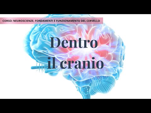 Il cranio: ossa, suture e funzione di protezione del cervello | Lezione 6