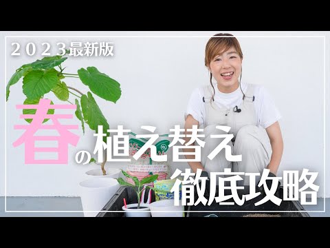 これがボウヘンプを正しく植え替える方法です 植物