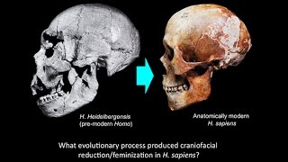 CARTA:Domestication and Human Evolution - Robert Franciscus: Craniofacial Feminization in Evolution